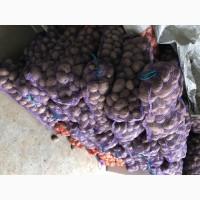 Продам картоплю