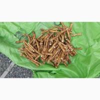 Кплю корінь хрону Дорого