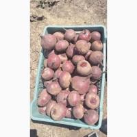 Продам товариний Буряк