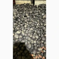 Продам товариний Буряк