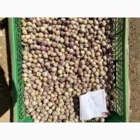 Продам однозубку часнику Любаша