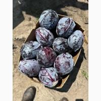 Продам цвітну капусту якість супер