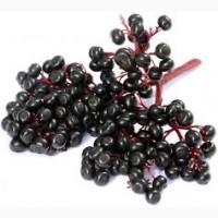 Закупівля бузини у Талалаївці | Купимо бузину від 5 т | Чернігівська область