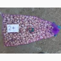 Продам часник Любаша 1 репродукція