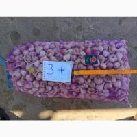 Продам часник Любаша 1 репродукція
