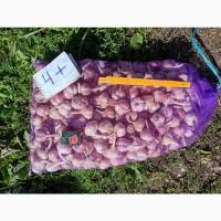 Продам часник Любаша 1 репродукція