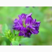 Куплю насіння люцерни