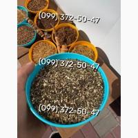 Якісний, ароматний тютюн без палок, пилу Кемел, Вінстон, Руно, Ксанті, Вірджинія, Дюбек