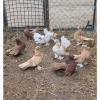 Єйські голуби