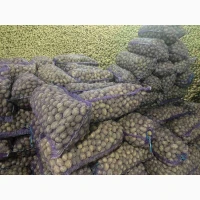 Куплю НАСІННЄВУ картоплю оптом та товарну партії від 80 тонн дорого вся Україна