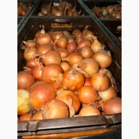 Продам цибулю