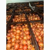 Продам цибулю
