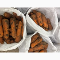 Продам моркву