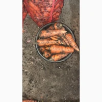 Продам моркву гуртом