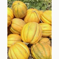 Куплю Диню з поля
