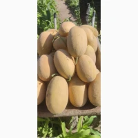 Продам диню