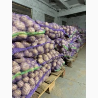Продам картоплю власного врожаю.Коломбо (HZPC)