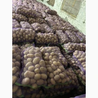 Продам картоплю власного врожаю.Коломбо (HZPC)