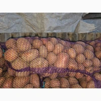 Продам картоплю