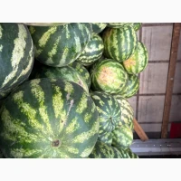 Кавун Продюсер Продам ОПТ ГУРТ