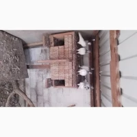 Продам голуби оптом дуже дешиво