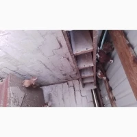 Продам голуби оптом дуже дешиво