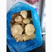 Продам мухомор королівський