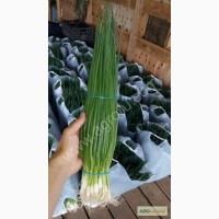 Ищу поставщиков зелёного лука