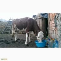 Продам молочну Корову