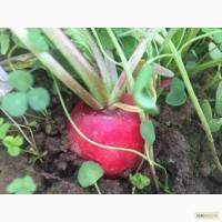 Окажу помощь в продаже редиса. Звоните