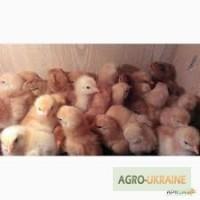 Прийму замовлення на курчата: Редбро, Мастер, Іспанка. Опт, роздріб