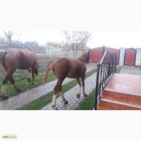 КІНЬ молодий