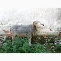 Продаю вівці