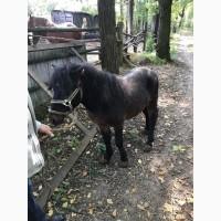 Продам уєльський поні