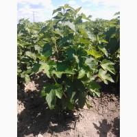 Продам лицензионные саженцы черной смородины польских сортов