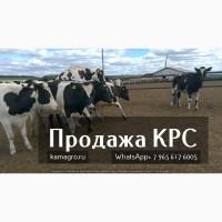 Продажа племенных нетелей молочного направления