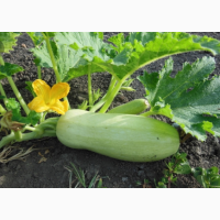 Продам кабачок кормовой