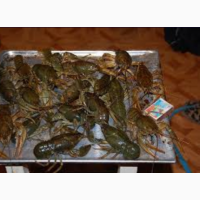 Раки живые речные