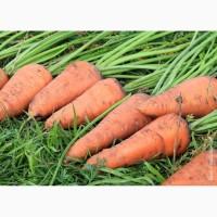 Продам моркву Болівар