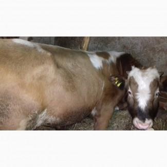 Продам молодого бичка 1рік 2 місяці