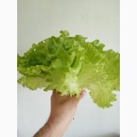 Продаю салати (Батавія, лоло бьонда, росо, міні ромен, фрізе, базілік