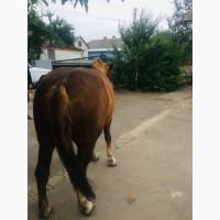 Продам кобилу