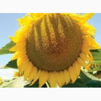 Семена подсолнечника Рона