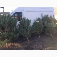 Сосна со Склада в Покровское простячка