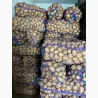 Продам картофель семенной сорт Ривьера