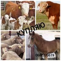 Куплю худобу