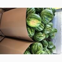 Продам арбуз, сорт Талисман