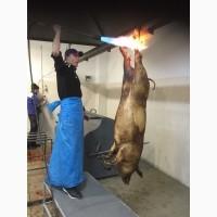 Продается готовый бизнес под Киевом