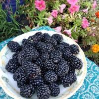 Куплю Ожину на заморозку