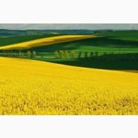 Купуємо ріпак БЕЗНАЛ